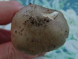 Amanita morrisii image