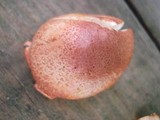 Cortinarius bolaris image