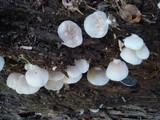 Crepidotus applanatus image