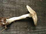 Entoloma sinuatum image