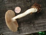 Entoloma sinuatum image