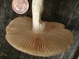 Entoloma sinuatum image