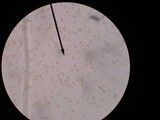 Inosperma lanatodiscum image