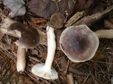 Lactarius mucidus var. mucidioides image