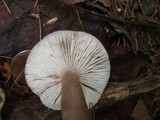 Lactarius mucidus image