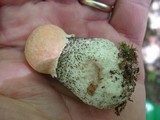 Leccinum versipelle image