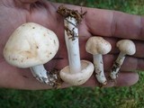 Rhodocollybia maculata image
