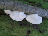 Tyromyces chioneus image
