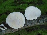 Tyromyces chioneus image