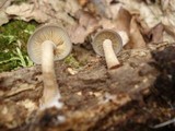 Agrocybe firma image