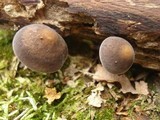 Agrocybe firma image