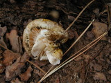 Hygrophorus chrysodon image