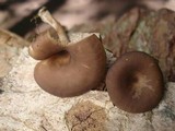 Pseudoclitocybe cyathiformis image
