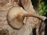 Pseudoclitocybe cyathiformis image