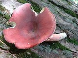 Russula mariae image