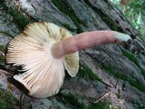 Russula mariae image