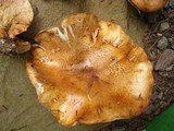 Tricholoma aurantium image