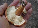 Tricholoma aurantium image