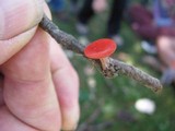 Sarcoscypha occidentalis image