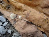 Marasmius capillaris image