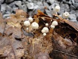 Marasmius capillaris image