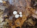 Marasmius capillaris image
