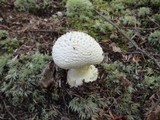 Amanita abrupta image
