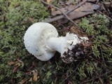 Amanita abrupta image