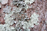 Parmotrema reticulatum image