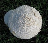 Amanita thiersii image