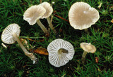 Hydropus praedecurrens image