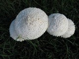 Amanita thiersii image