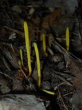 Clavaria flavipes image