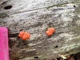 Lycogala epidendrum image