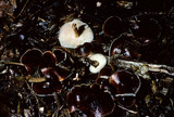 Macrocystidia cucumis image