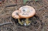 Amanita cochiseana image