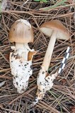 Amanita nishidae image