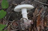 Amanita mutabilis image