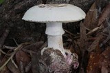 Amanita mutabilis image