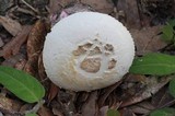 Amanita mutabilis image