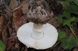 Amanita mutabilis image
