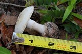 Amanita mutabilis image