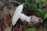 Amanita mutabilis image