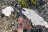 Aspicilia calcarea image