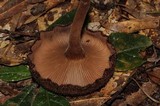 Lentinus velutinus image