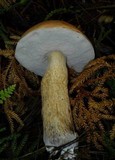 Tylopilus felleus image