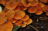 Gymnopilus aeruginosus image