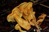 Gymnopilus aeruginosus image