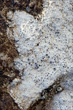 Aspicilia calcarea image