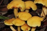 Gymnopilus aeruginosus image